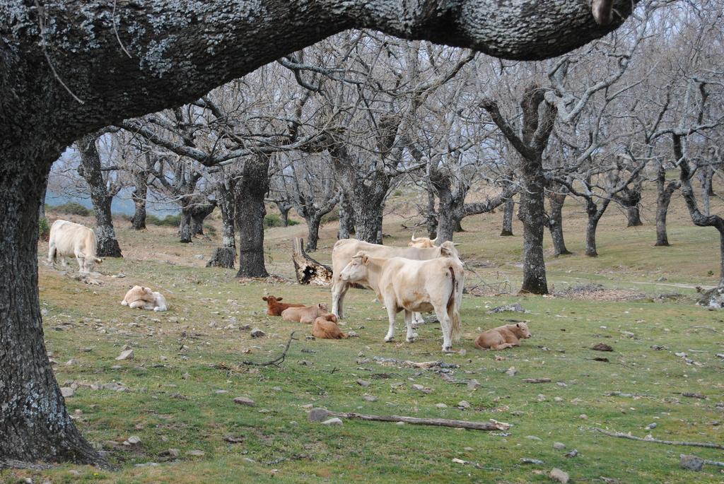 Casa Rural Romanejo Cabezabellosa المظهر الخارجي الصورة