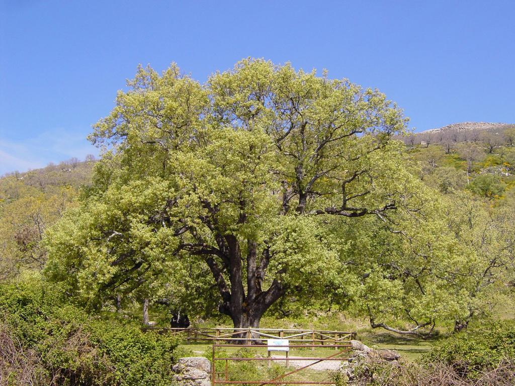 Casa Rural Romanejo Cabezabellosa المظهر الخارجي الصورة